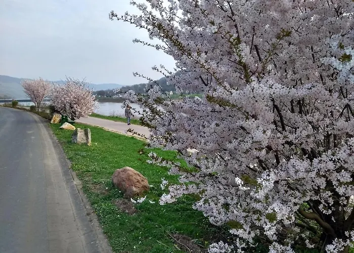 Apartamento Mosea Zeltingen-Rachtig